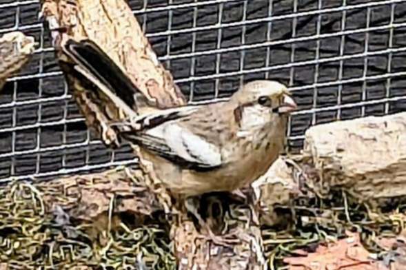 2.1 sib. meisengimpel (sibiricus) abzugeben