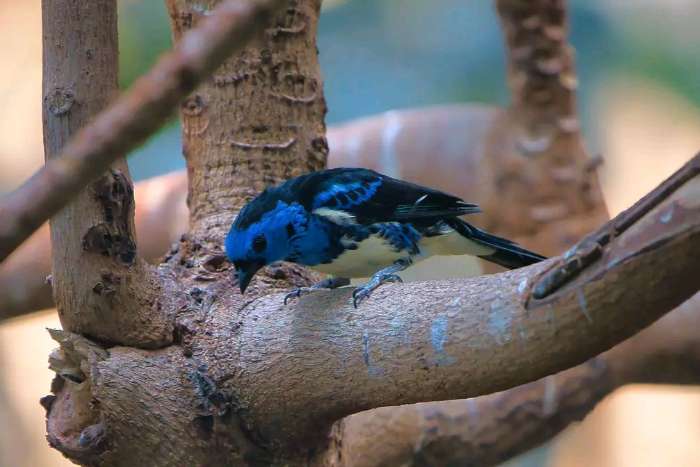 captivity birds