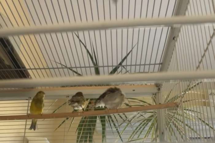 captivity birds