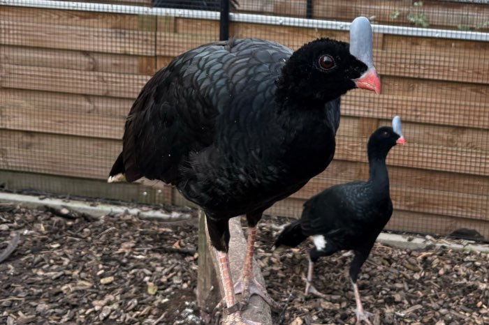 trio zuidelijke helmhokko (pauxi “unicornis”)