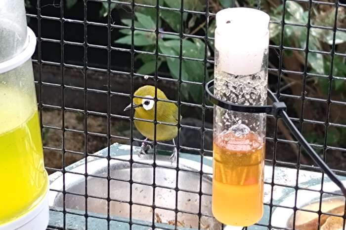 gezocht, popje kikuyu brilvogel