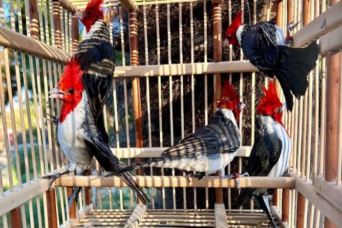 cardinal birds