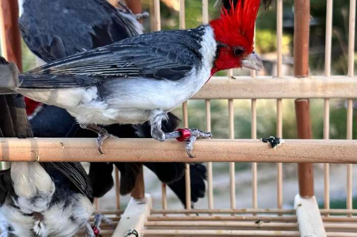 cardinal birds