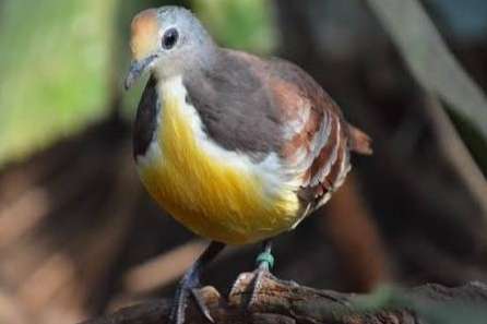 gallicolumba rufigula