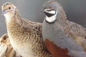 vogels te koop