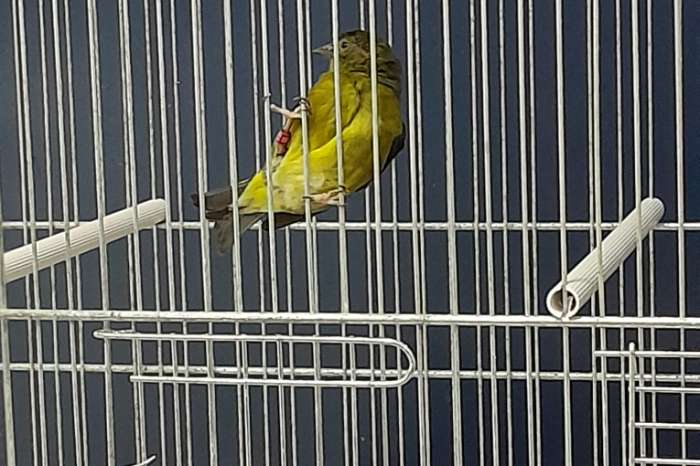 vogels te koop