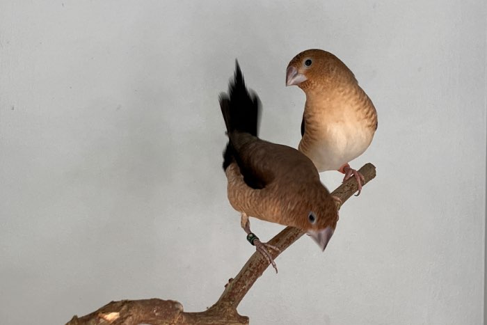 zilverbekjes wildkleur