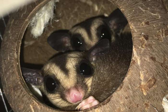 sugar glider