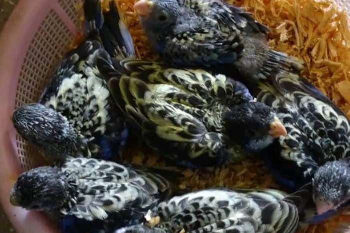 noordelijke rosella-vogels