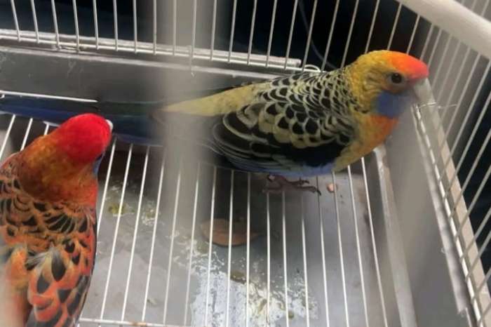 noordelijke rosella-vogels
