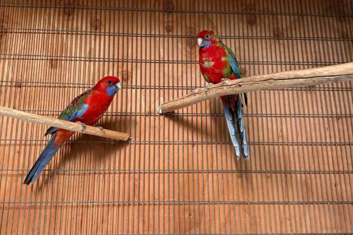 noordelijke rosella-vogels