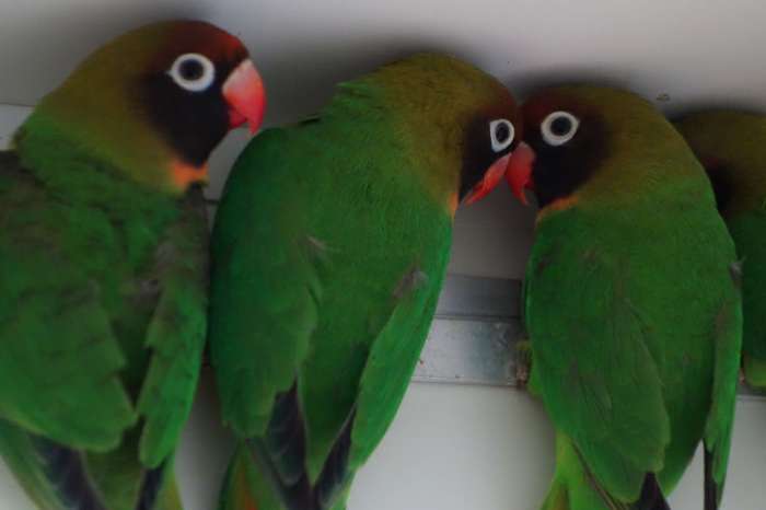 overtollige nigrigenis te koop