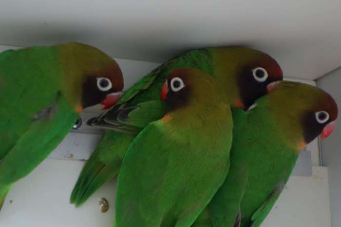 overtollige nigrigenis te koop