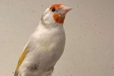 distelvinkpoppen satinet en agaat 2026