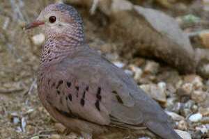 recherche 1 mâle colombe passerine