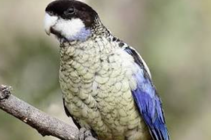 brown rosella