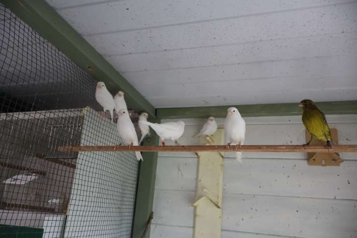 recessief witte kanarie's