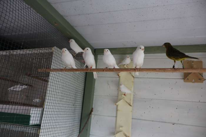 recessief witte kanarie's