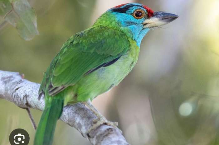 blauwkeel barbet