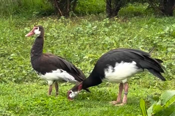 spur-winged geese (plectropterus gambensis)