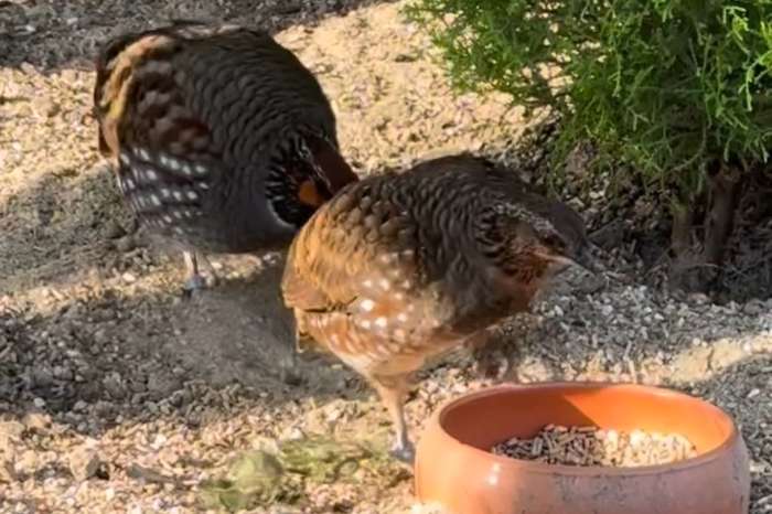 hill partridges (arborophila torqueola)