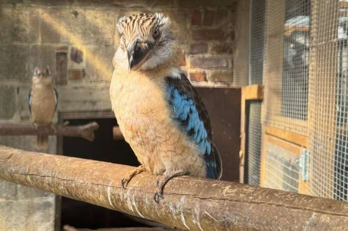 blue-winged kookaburra (dacelo leachii)