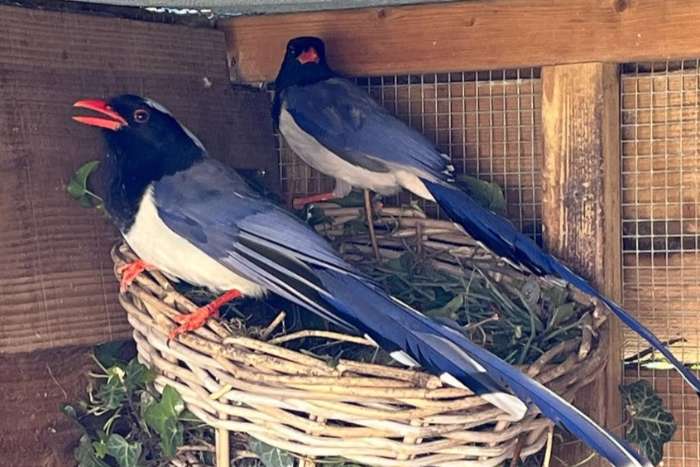 red-billed blue magpies (urocissa erythroryncha)