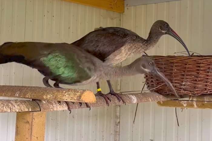 hadada ibises