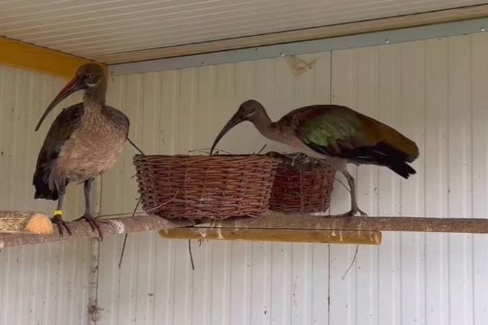 hadada ibises
