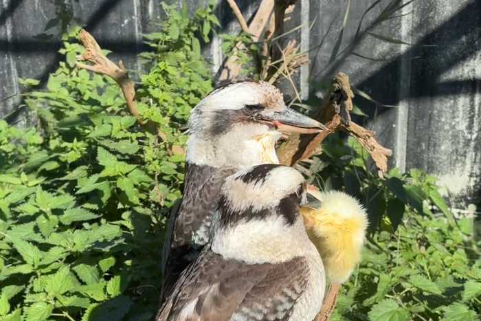 kookaburra’s te reserveren