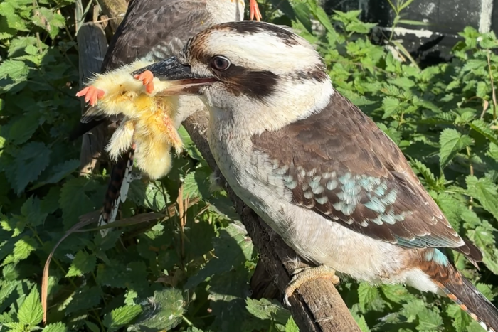 kookaburra’s te reserveren