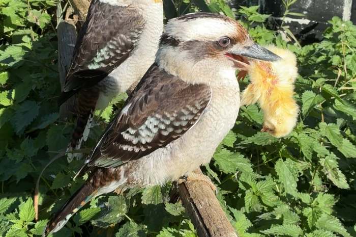 kookaburra’s te reserveren