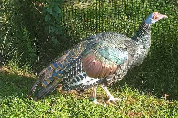 pauwkalkoen/honduraskalkoen/meleagris ocellata/