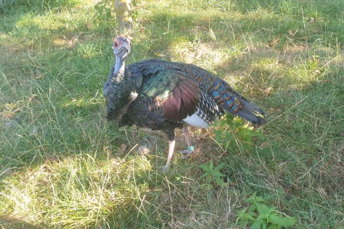 pauwkalkoen/honduraskalkoen/meleagris ocellata/