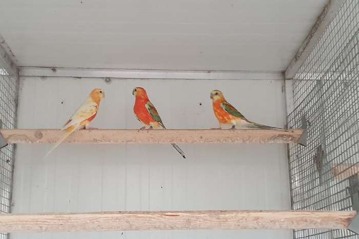 roodruggen