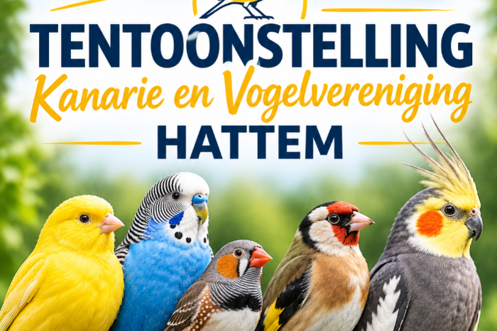 tentoonstelling kanarie en vogelvereniging hattem