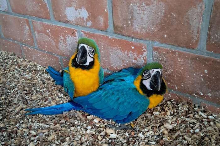 ara ararauna (blauwgele ara)