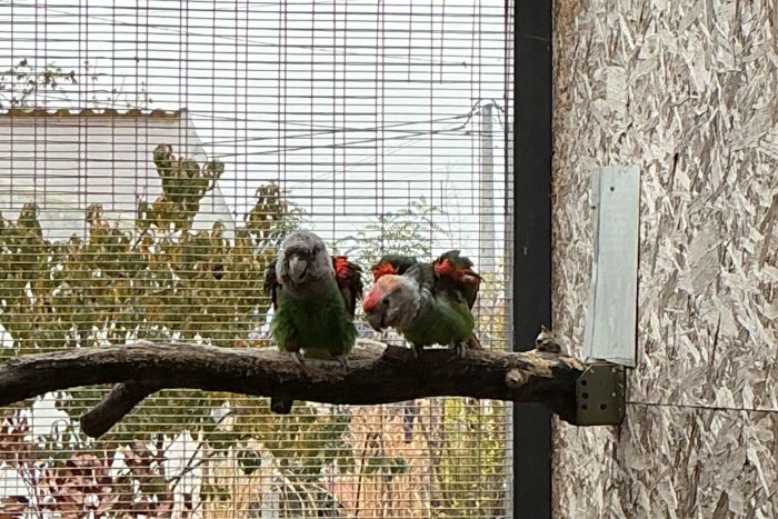poicephalus robusto