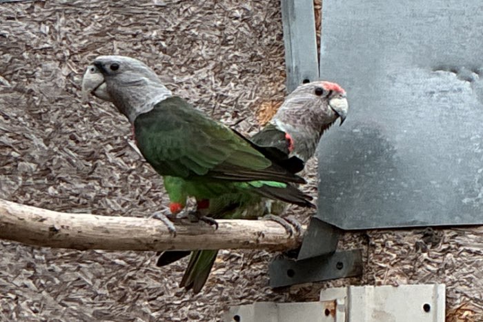 poicephalus robusto
