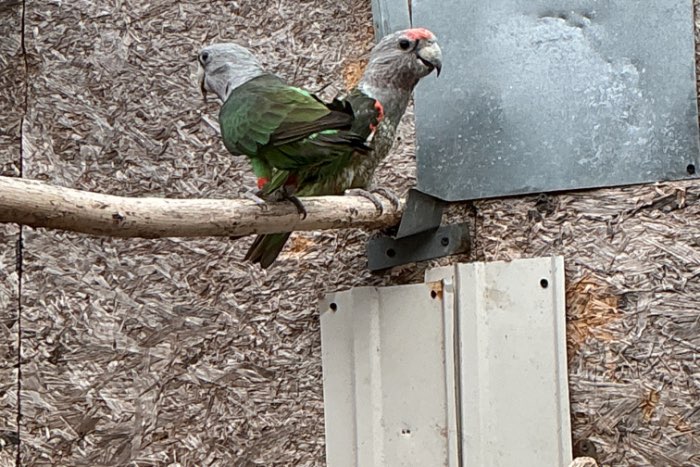 poicephalus robusto