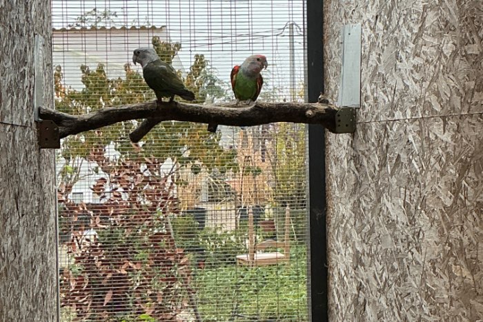 poicephalus robusto