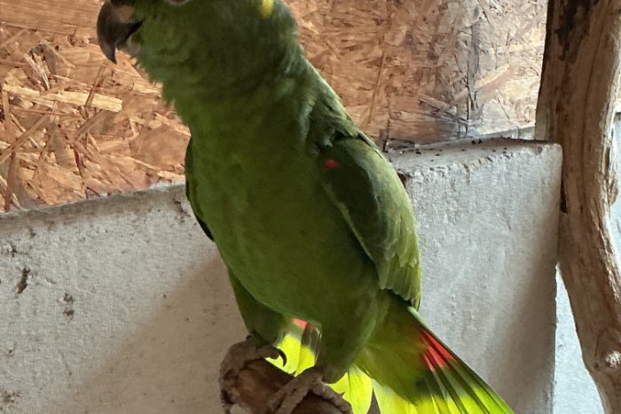 amazona auropalliata