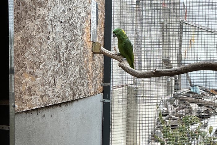 amazona auropalliata