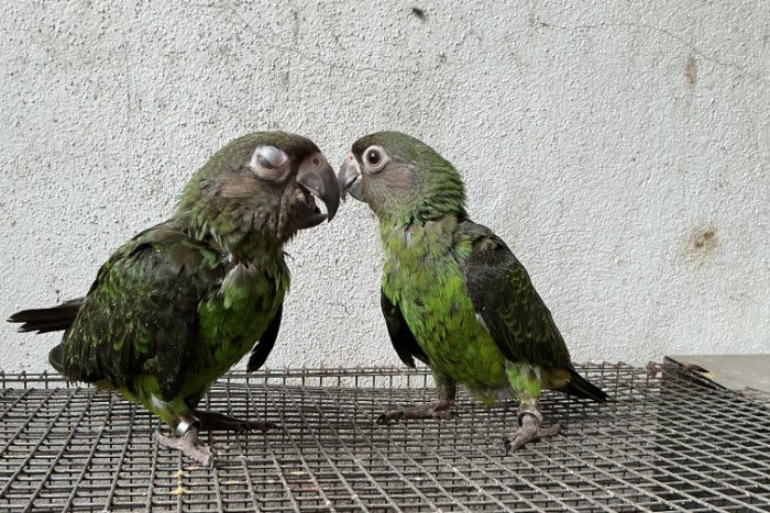 poicephalus gulielmi