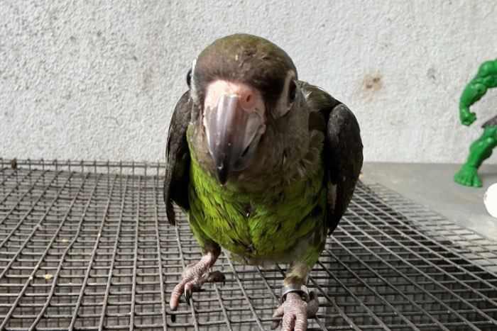 poicephalus gulielmi
