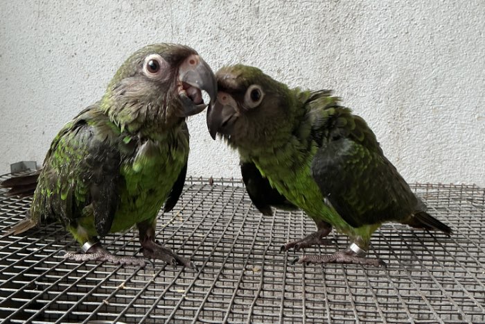 poicephalus gulielmi