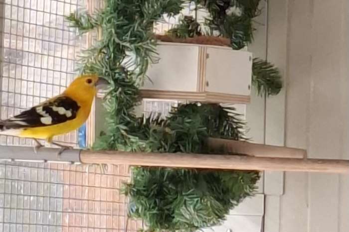 1 koppel gele kernbijters pheucticus chrysopeplus