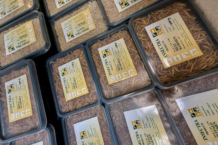 voedsel voor vogels