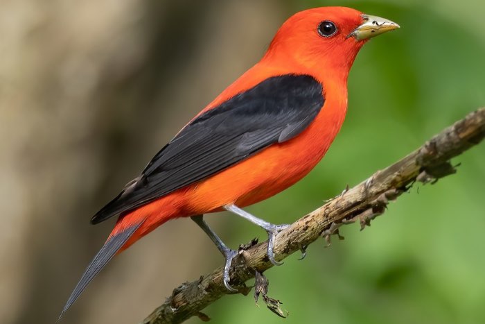 2-2 zwartvleugeltangara (piranga olivacea)