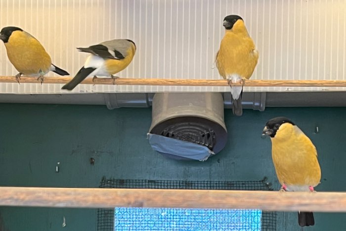 gele goudvink mannen split satinet